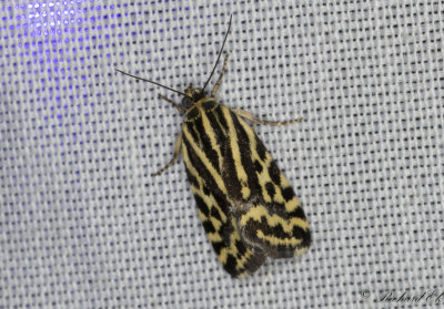 kervindefly - Spotted Sulphur (Acontia trabealis)