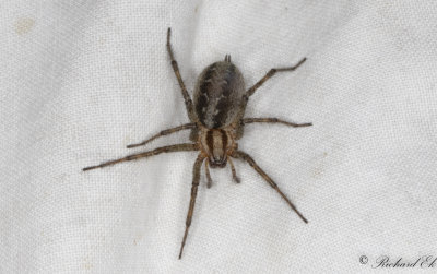 Labyrintspindel (Agelena labyrinthica)