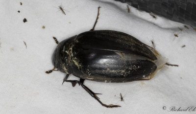 Hydrophilidae (Palpbaggar)