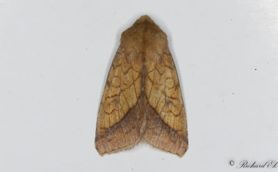 Guldfly - Bordered Sallow (Pyrrhia umbra)