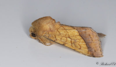 Guldfly - Bordered Sallow (Pyrrhia umbra)