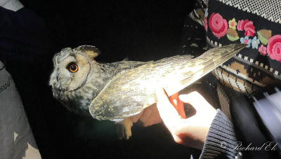 Hornuggla - Long-eared Owl (Asio otus)