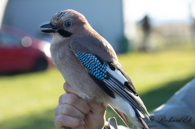 Nötskrika - Eurasian Jay (Garrulus glandarius)
