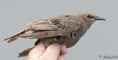 Stare - Common Starling (Sturnus vulgaris)