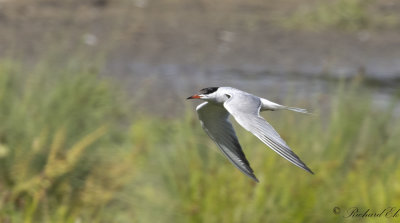 Fisktrna - Common Tern (Sterna hirundo)