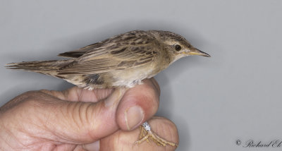 Gräshoppsångare - Grasshopper warbler (Locustella naevia)