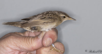 Grshoppsngare - Grasshopper warbler (Locustella naevia)