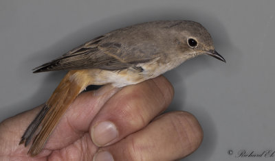 Rdstjrt - Redstart (Phoenicurus phoenicurus)