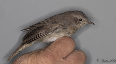 Nktergal - Thrush Nightingale (Luscinia luscinia)