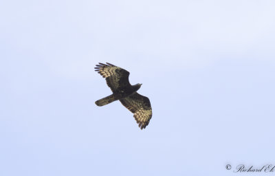 Bivråk - European Honey Buzzard (Pernis apivorus)