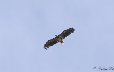 Havsrn - White-tailed Eagle (Haliaeetus albicilla)