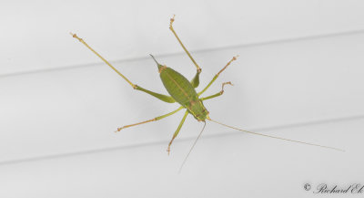 Lvvrtbitare - Speckled Bush-cricket (Leptophyes punctatissima)