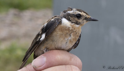 Buskskvtta - Whinchat (Saxicola rubetra)