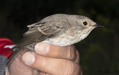 Grå flugsnappare - Spotted Flycatcher (Muscicapa striata)
