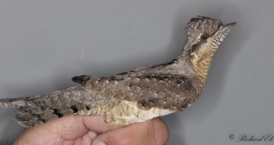 Gktyta - Eurasian Wryneck (Jynx torquilla)