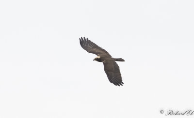 Brun kärrhök - Western Marsh Harrier (Circus aeruginosus)