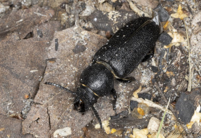 Bitbock (Spondylis buprestoides)