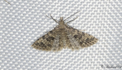 Kaprifolfjdermott - Twenty-plume Moth (Alucita hexadactyla)