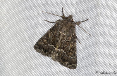 Borstfly - Straw Underwing (Thalpophila matura) 