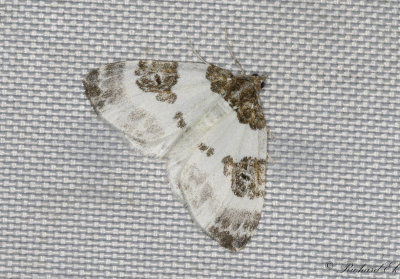 Tvfrgad fltmtare - Blue-bordered Carpet (Plemyria rubiginata) 