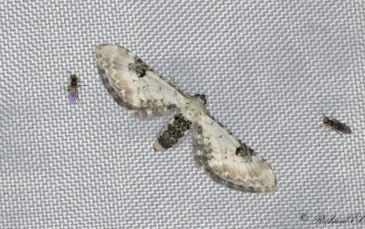 Klintmalmtare - Lime-Speck Pug (Eupithecia centaureata)