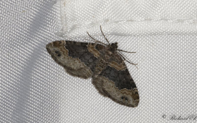 Rostrd fltmtare - Dark-barred Twin-spot Carpet (Xanthorhoe ferrugata)