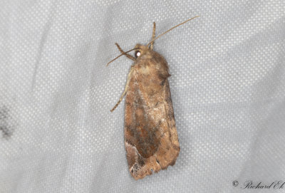 Brunrtt rovfly - Lunar-spotted Pinion (Cosmia pyralina)