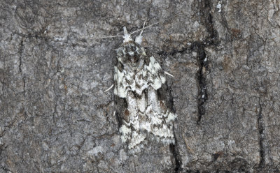Slgfotslpare - Sallow Nycteoline (Nycteola degenerana)