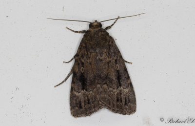 Pyramidbuskfly - Copper Underwing (Amphipyra pyramidea)