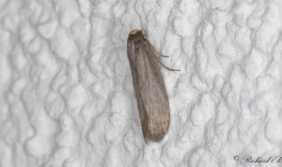 Mindre vaxmott - Lesser Wax Moth (Achroia grisella)