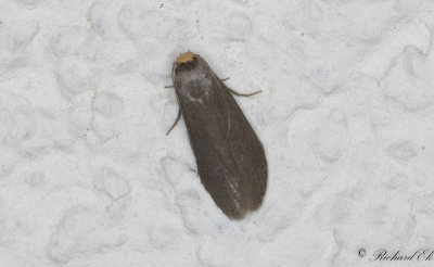 Mindre vaxmott - Lesser Wax Moth (Achroia grisella)