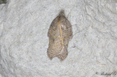 Inbuktad videhstvecklare (Acleris emargana)