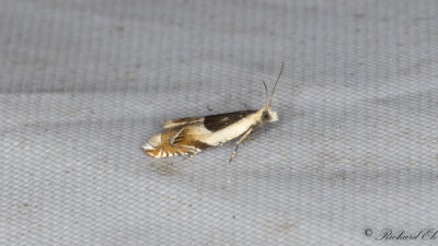 Gkrtssikelvecklare (Ancylis badiana)