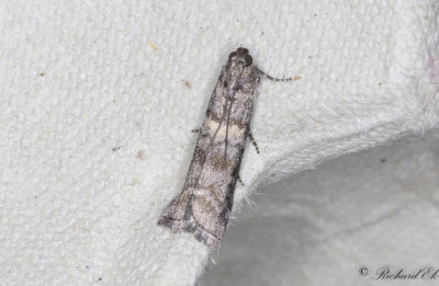 Tallknoppsmott (Dioryctria simplicella)