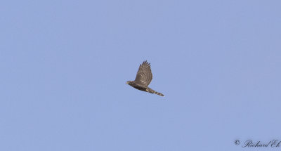 Duvhk - Northern Goshawk (Accipiter gentilis)