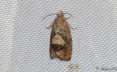 Strre ekollonvecklare - Rusty oak moth (Cydia amplana)