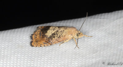 Strre ekollonvecklare - Rusty oak moth (Cydia amplana)