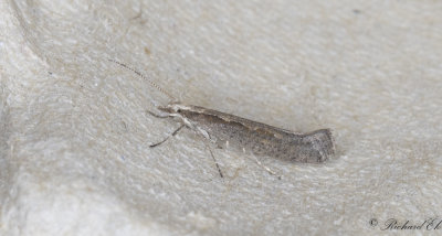 Klmal (Plutella xylostella)