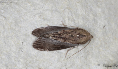 Strre vaxmott - Wax Moth (Galleria mellonella)