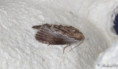 Strre vaxmott - Wax Moth (Galleria mellonella)