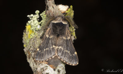 Poppelspinnare - December Moth (Poecilocampa populi)
