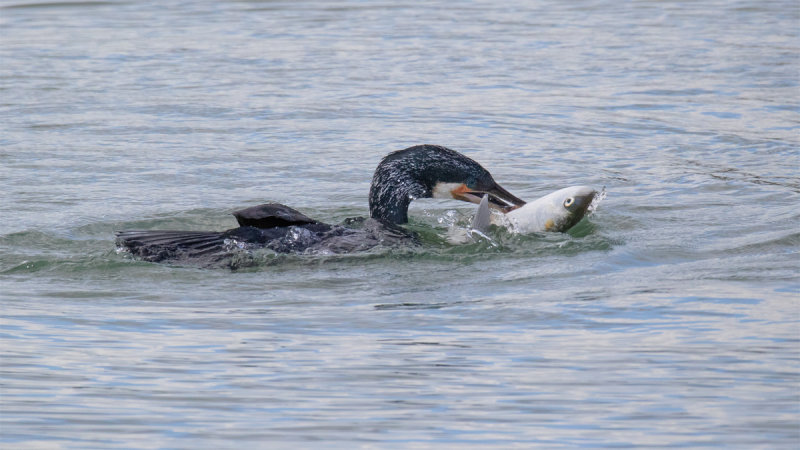 Week 07 - Greedy Cormorant with mullet.jpg