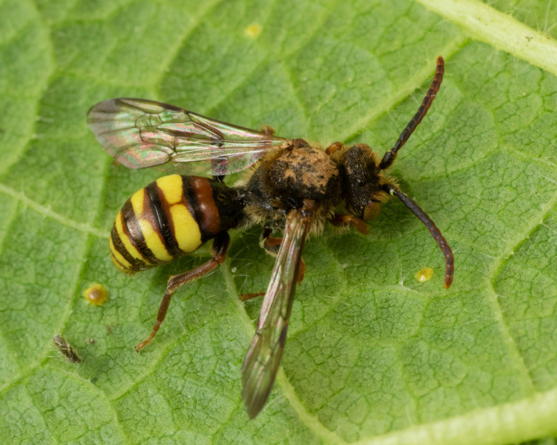 Flavous Nomad Bee - Nomada flava male 13/04/19.jpg