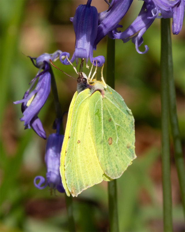 Week 16 - Brimstone feeding on bluebell.jpg