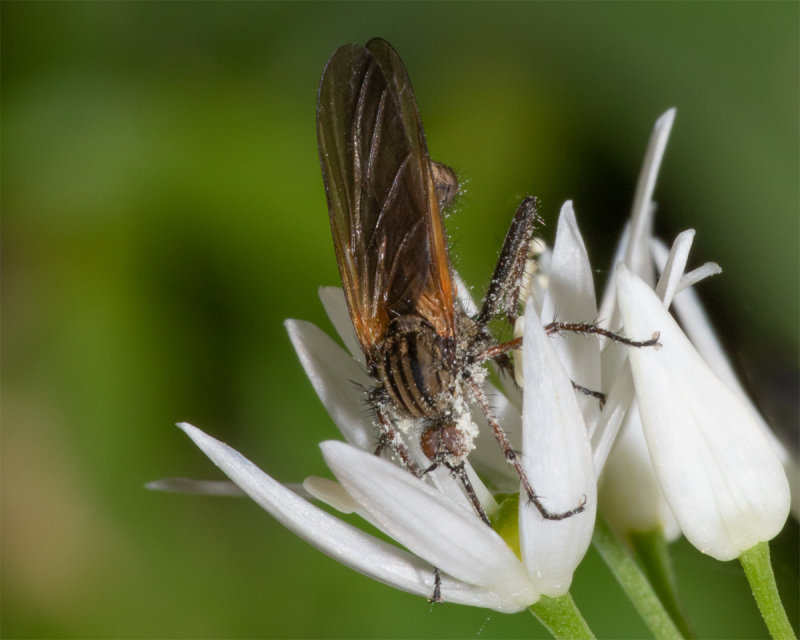 Week 16 Empis tessellata feeding on wild garlic_flowers.jpg
