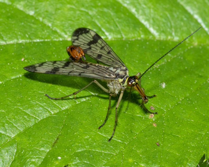 Scorpion Fly - Panorpa communis male 22/05/19.jpg