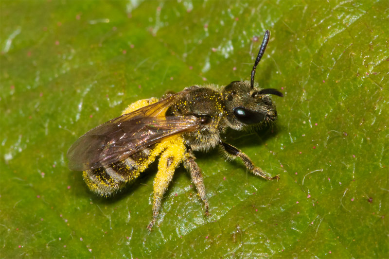 Bronze Furrow Bee - Halictus tumulorum f poss 19/05/19_side.jpg