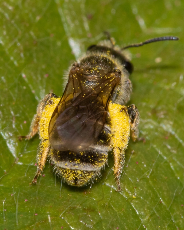 Bronze Furrow Bee - Halictus tumulorum f poss 19/05/19_9778_rear.jpg