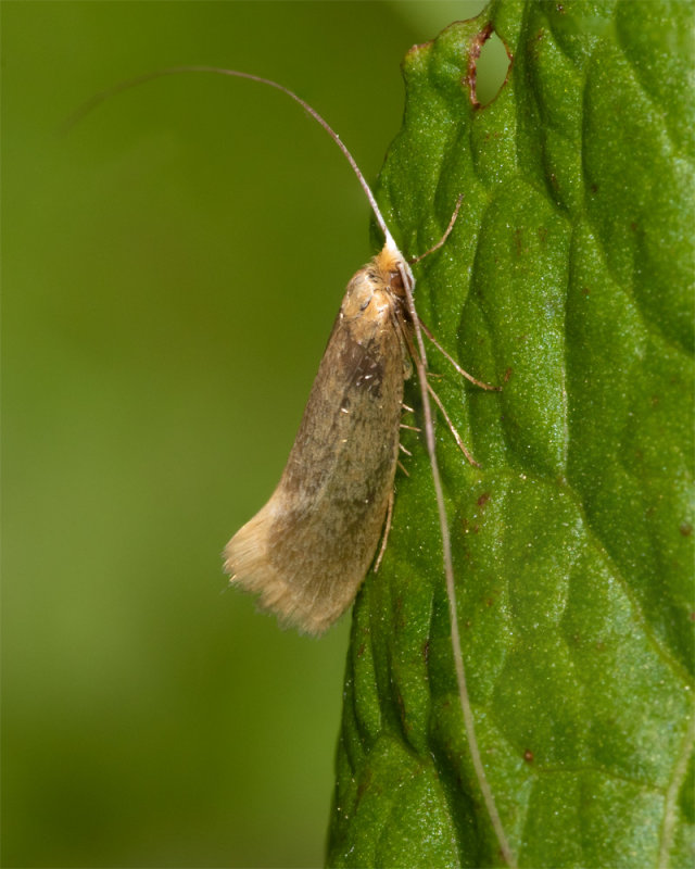 Moth - Nematopogon swammerdamella poss 19/05/19.jpg