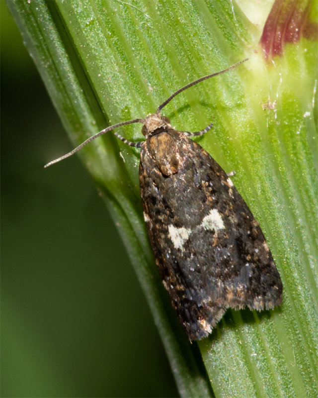 Micro Moth - Olindia schumacherana male 20/05/19.jpg